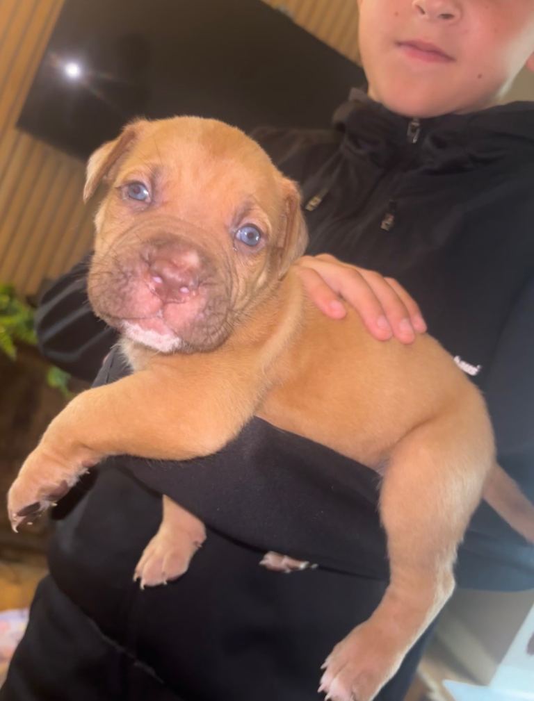 North American mastiff X boerboel 