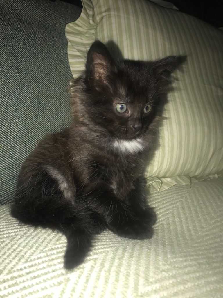 Kittens 