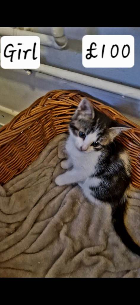 ❤️ Fluffy, Friendly & Full of Personality – 5 Kittens Ready Now ❤️