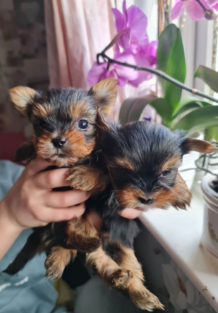 Miniature purebred Yorkshire terriers