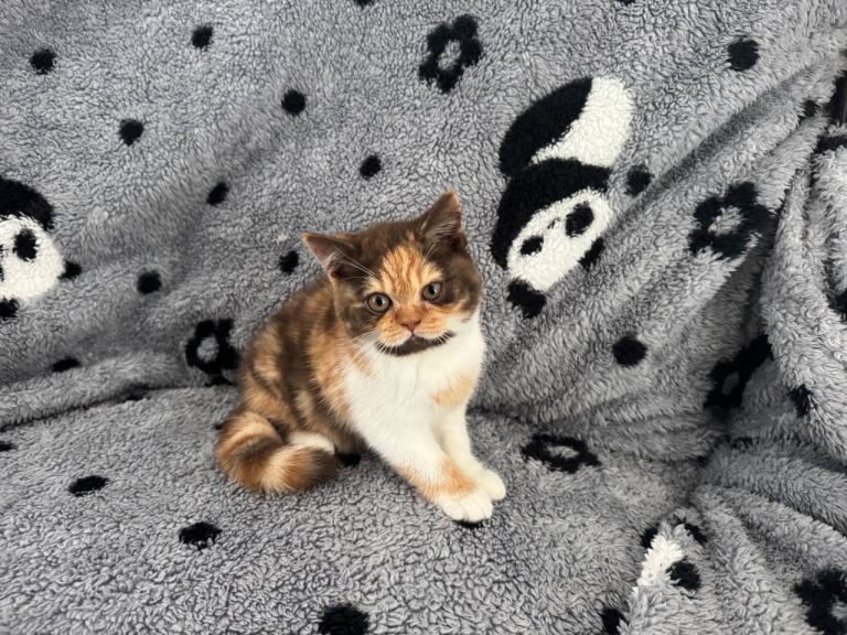Ready now Gccf Registered British shorthair kittens