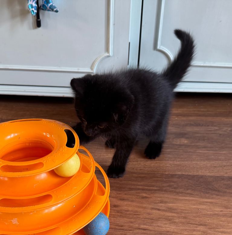 Kitten black boy