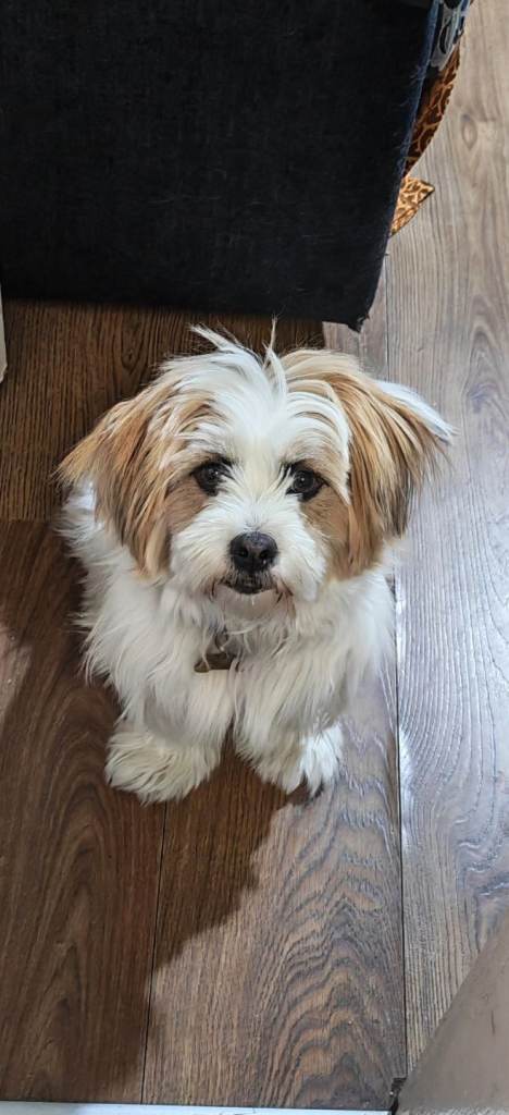 🐾 Beautiful 1 Year Old Shih Tzu Mix Looking for a Loving Home