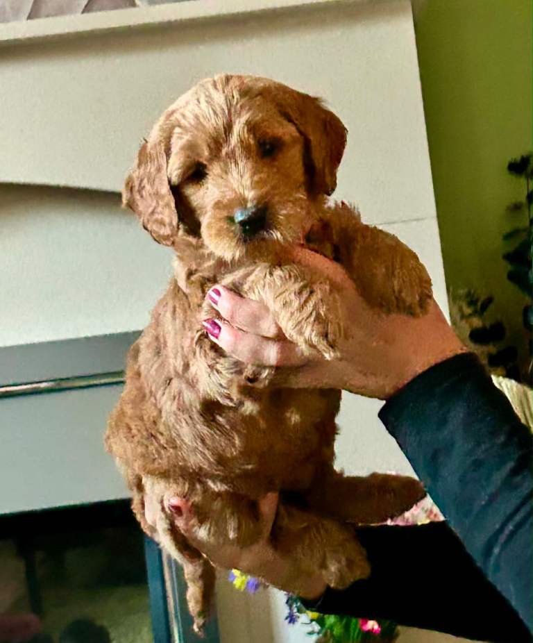 Goldendoodle/ Australian Double Doodle 