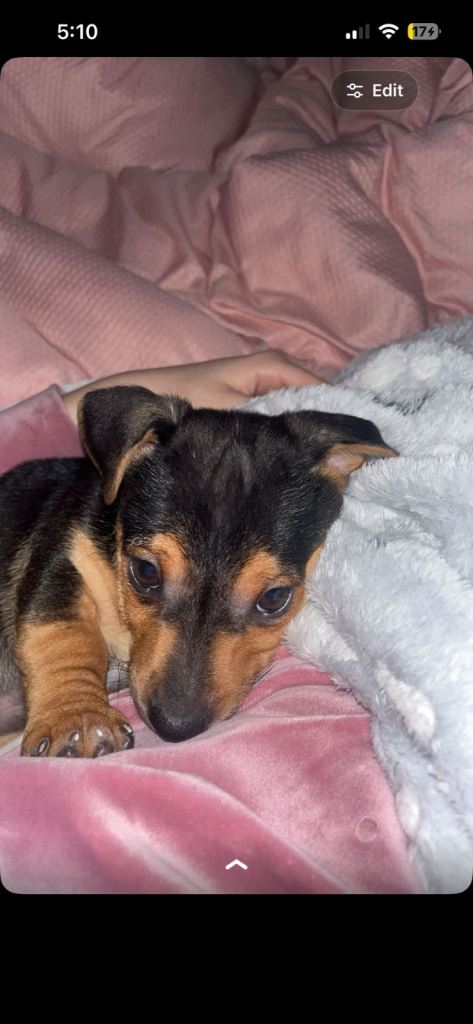 Male Jack Russell puppy 