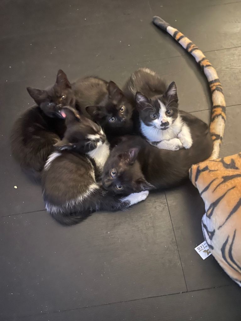 Kittens for sale