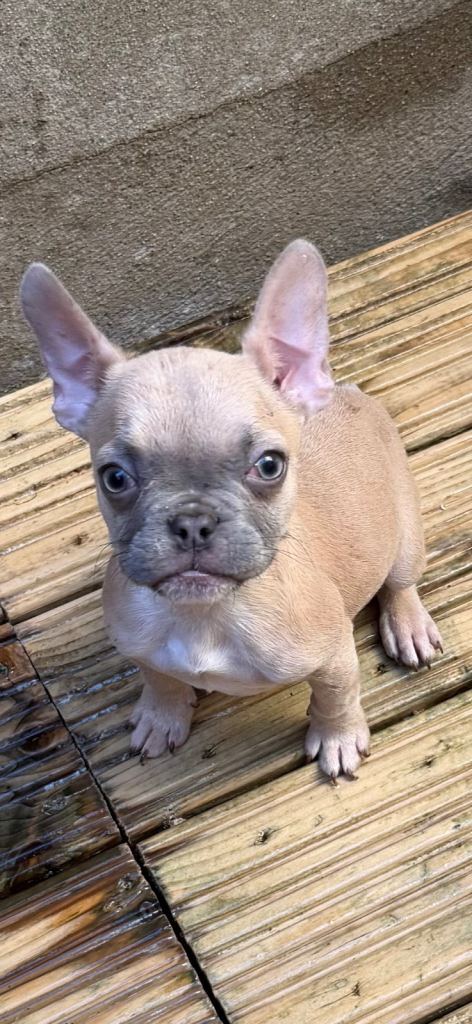 Fawn French Bulldog KC Reg