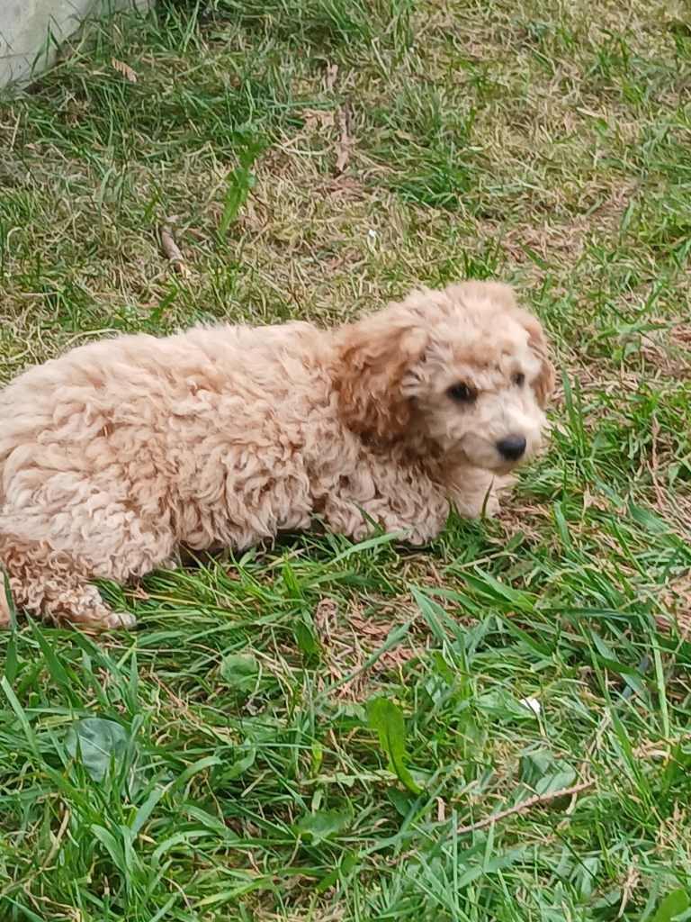 For sale 