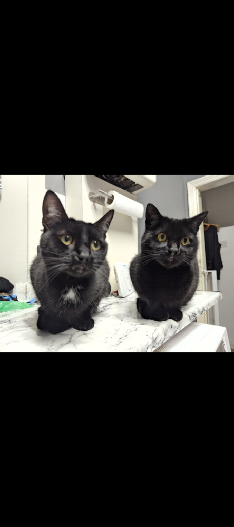 Two cats for a good home 