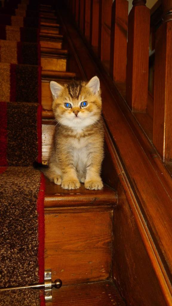 One adorable male kitten BRI