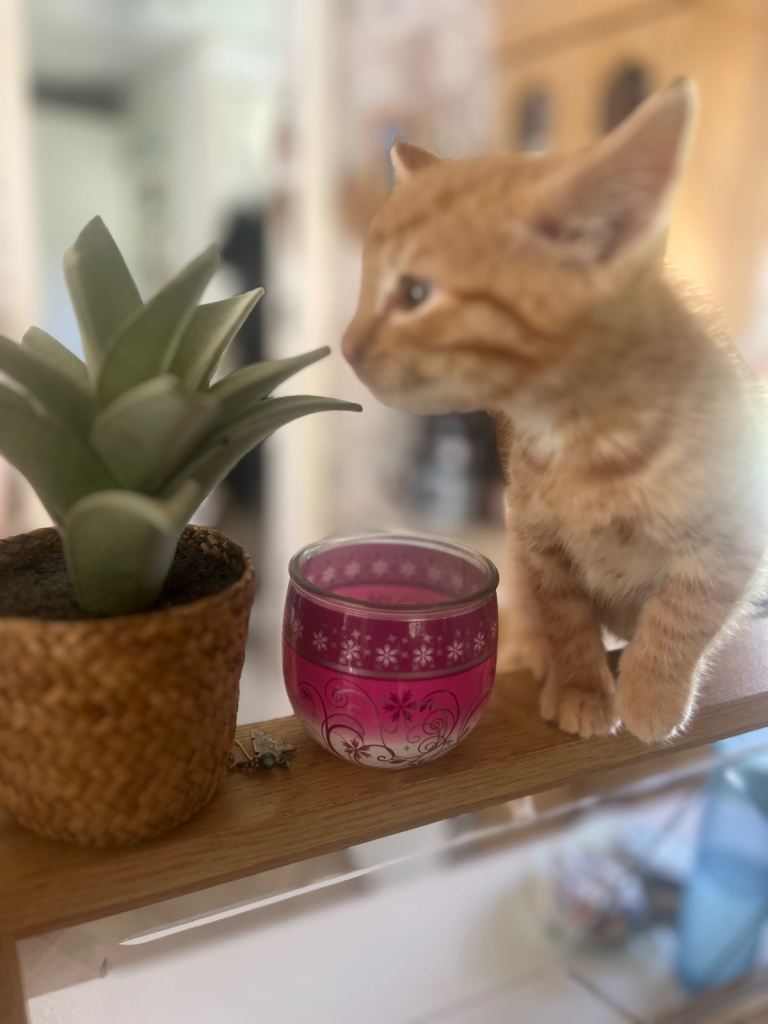 🩵 MALE ORANGE KITTEN 🩵 ready for his forever home 