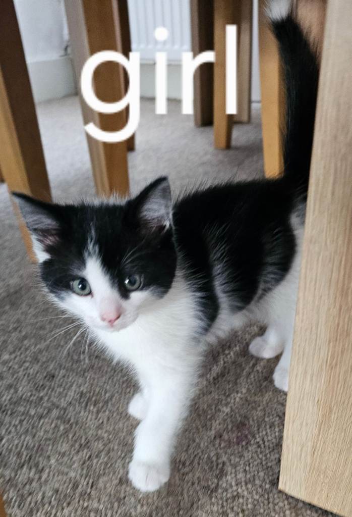 Three Playful Kittens