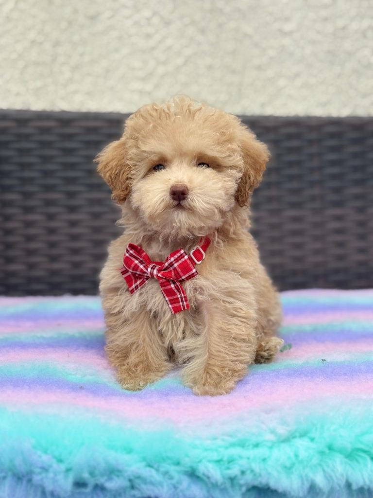 Stunning toy poodle puppies 