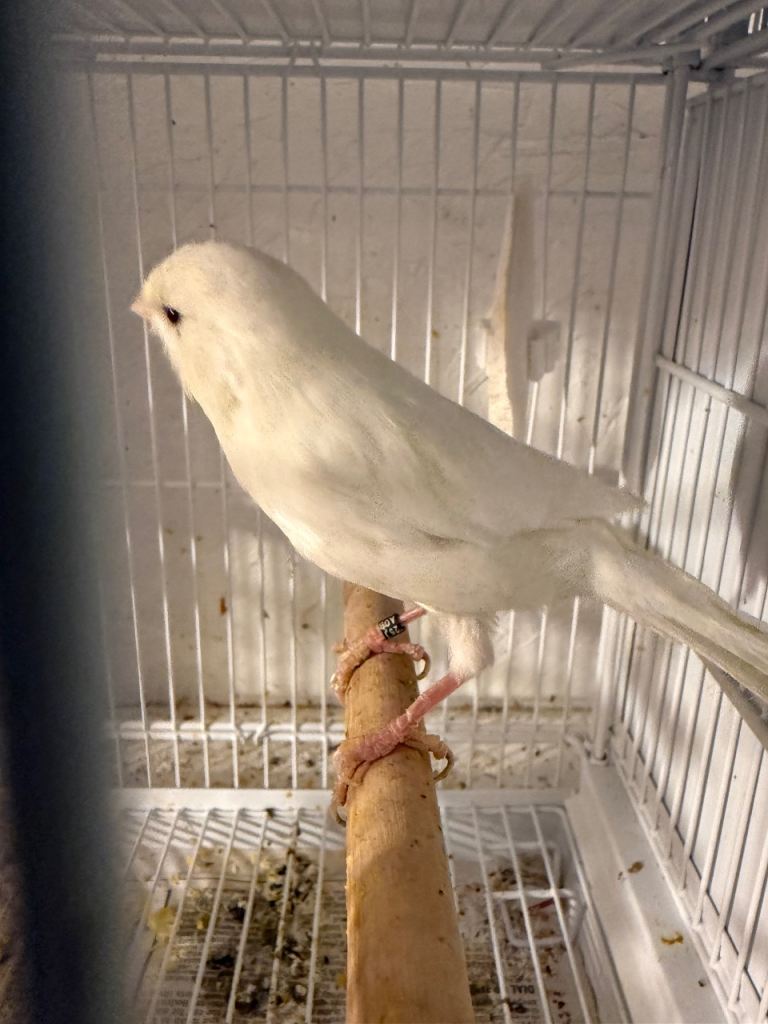 Canary