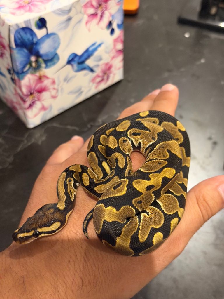 Friendly Baby Ball Python 