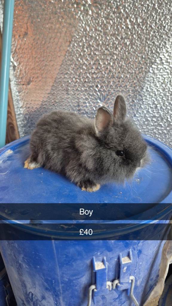 Beautiful Baby Lionhead Bunny Rabbits 