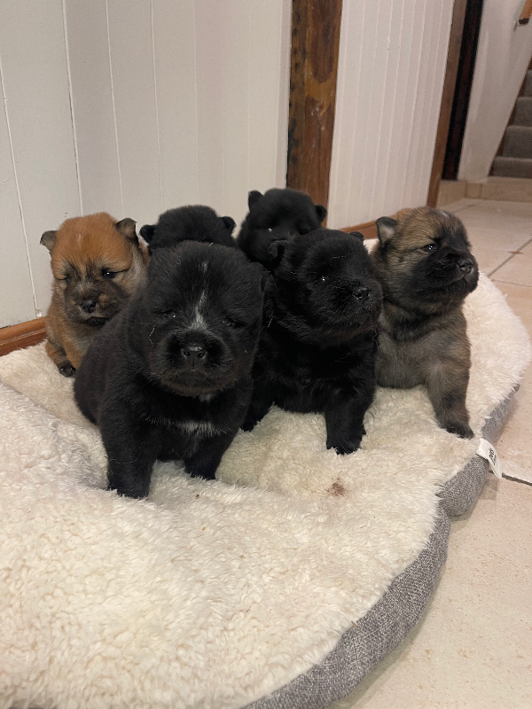 chowski/chow chow puppies for sale