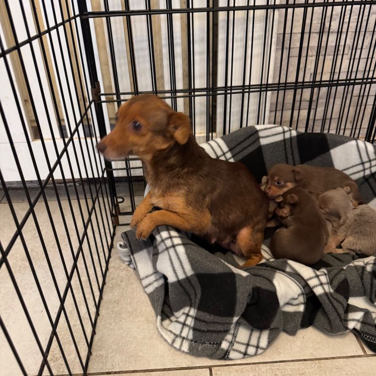 Stunning miniature Jack Russell puppies 