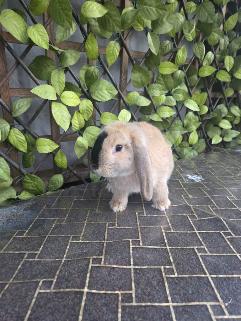 Baby bunnies  