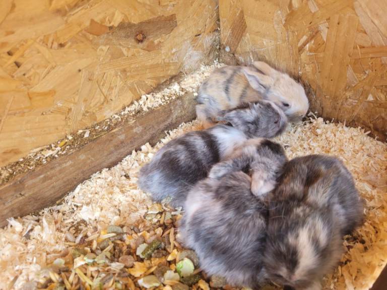 Dwarf lops 
