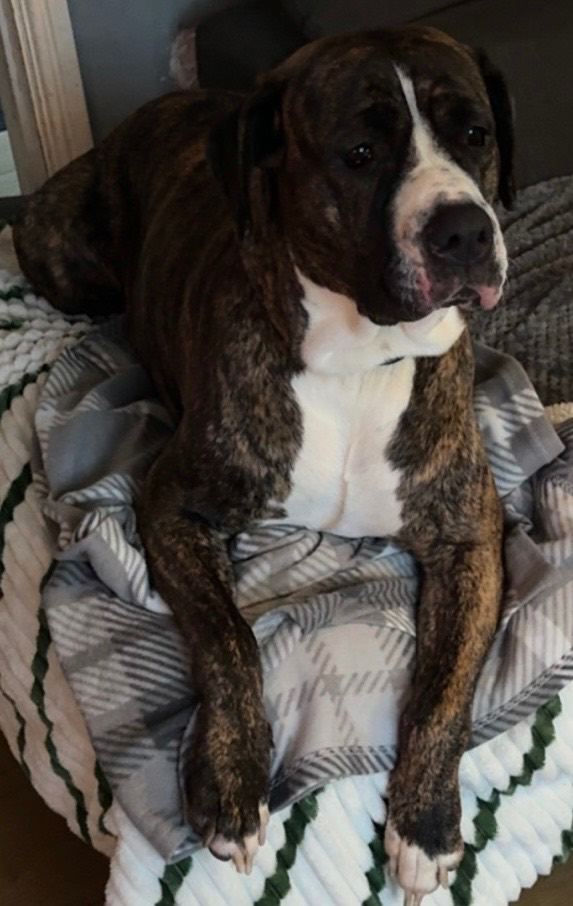Cane corso