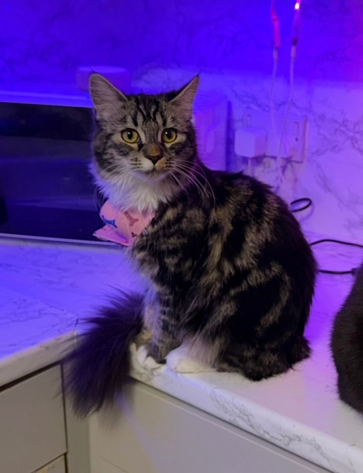 1 year old Female indoor Cat 