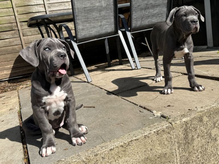 Cane corso puppies