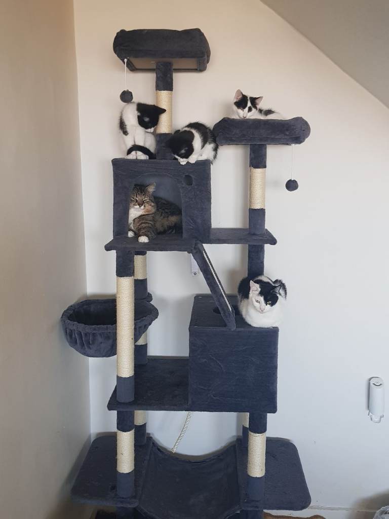 Beautiful kittens