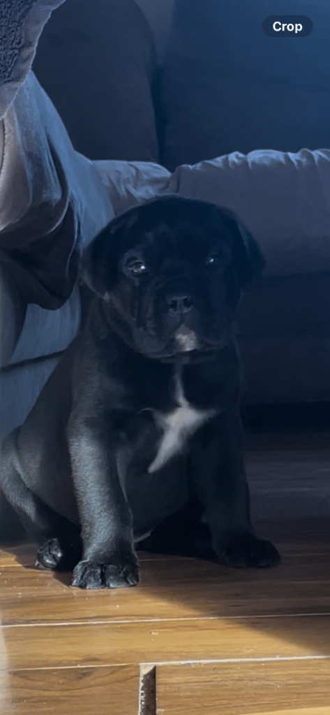 Duellona cane corso puppies