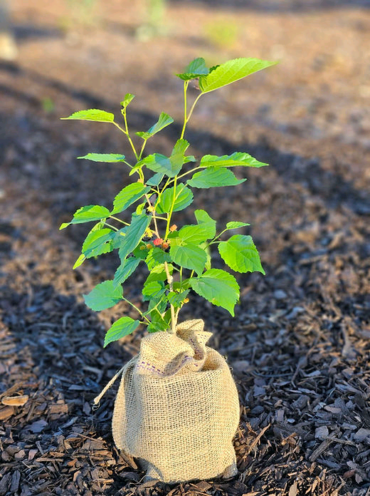 Last Mulberry Tree 🌿