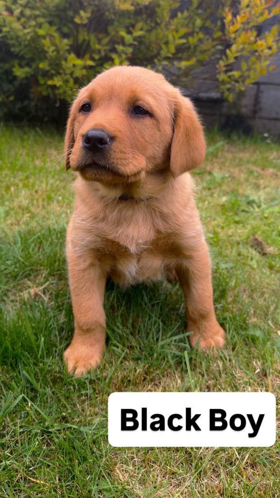 Beautiful Golden x Fox Red Labrador Puppies 