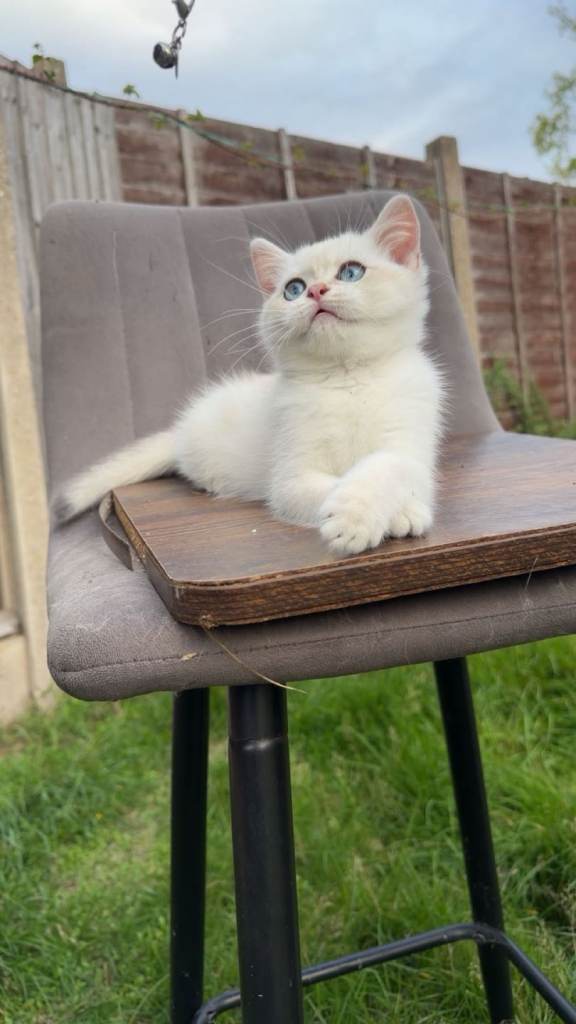 British Shorthair cats