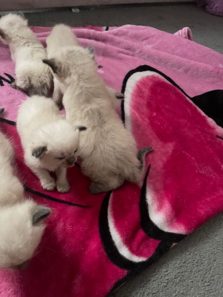 ❤️ pure Ragdoll kittens❤️