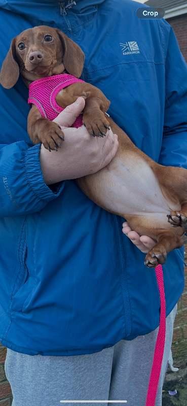 Female Miniature Daschund  