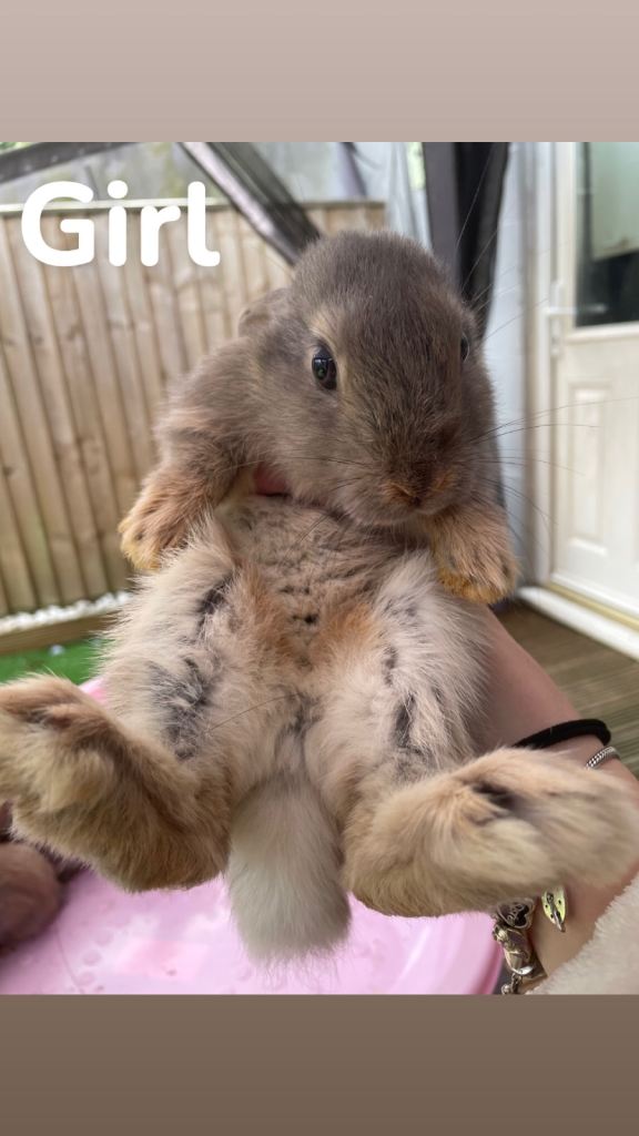 Bunnies for sale