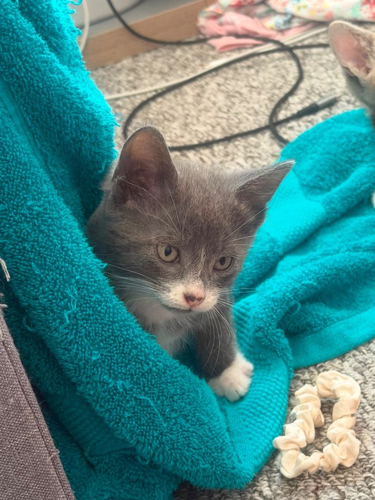 🐾 Gorgeous Friendly Kittens Looking for Their Forever Homes 🐾
