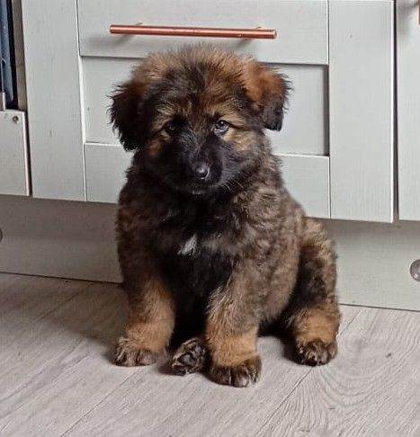 German shepherd x caucasian shepherd puppies