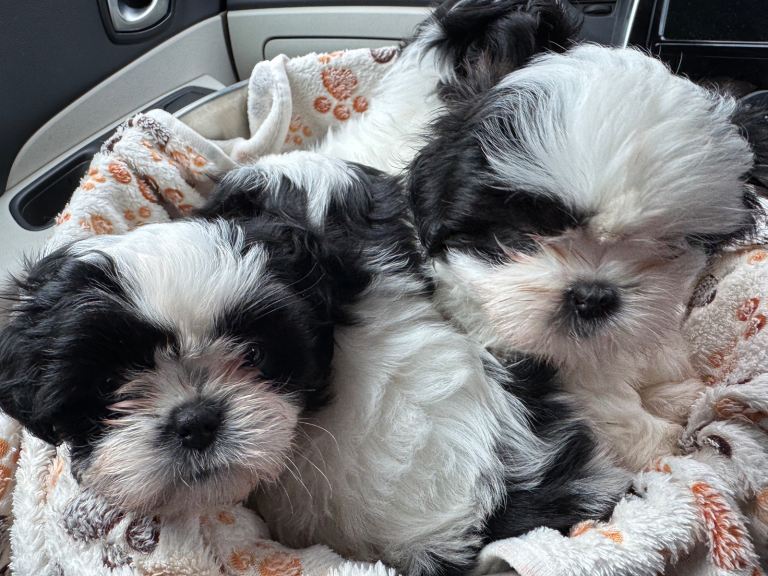 SOLD 2 x male Shih Tzu puppies for sale