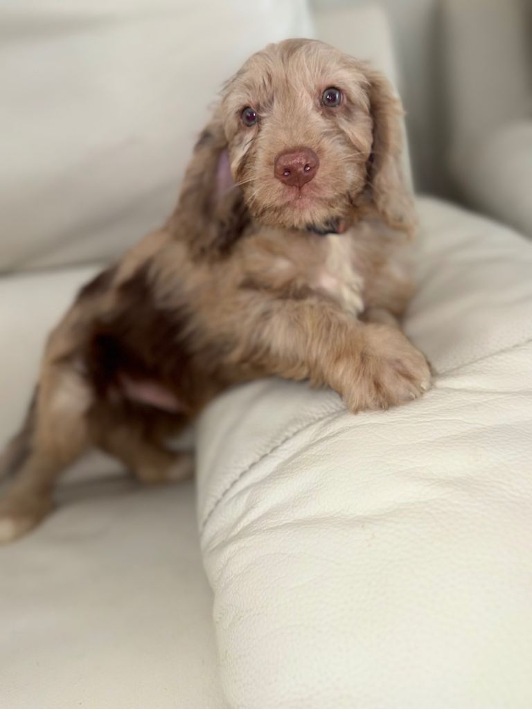 Cockapoo puppy Ready to go. 