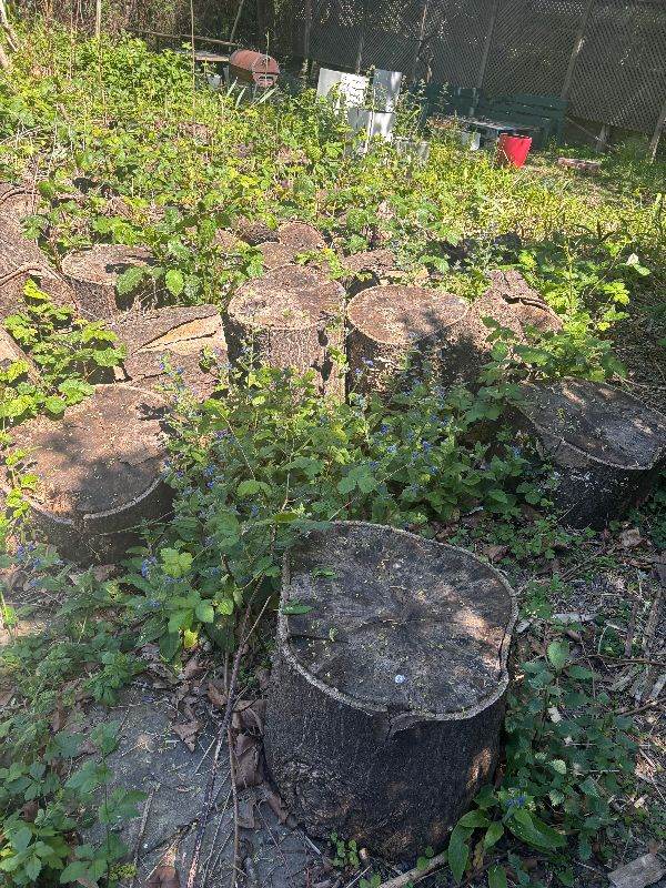 FREE Wooden Logs – Collection Only in E3