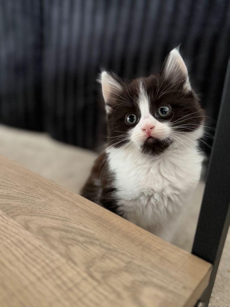  🐾 Adorable fluffy kitten