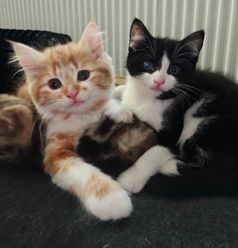 Beautiful ginger boy and black and white girl 