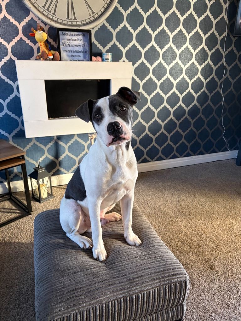 Staffy X American Bulldog