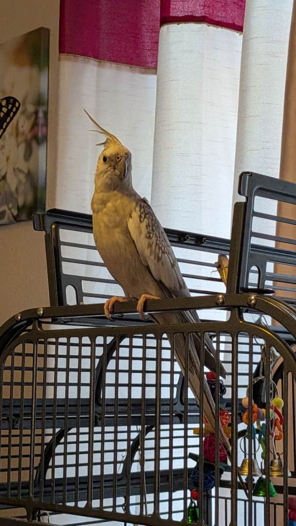 Beautiful tame young female cockatiel and large cage 