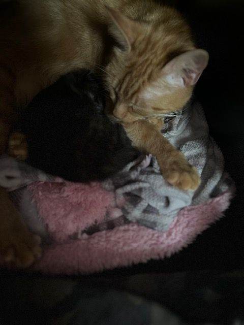 Kitten looking for a good home