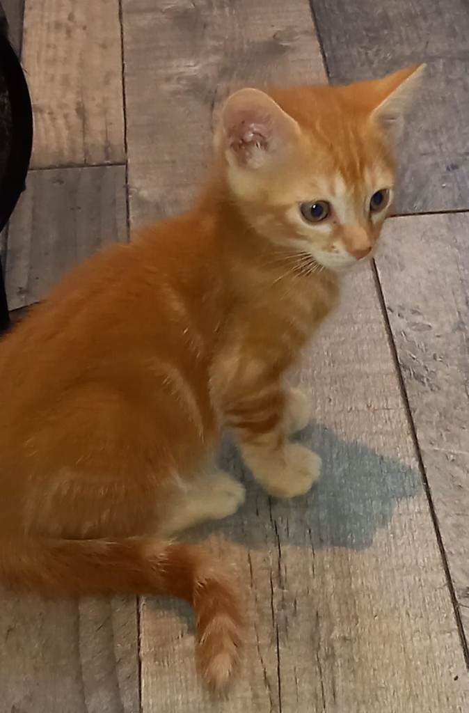 4 x Cross Bengal Kittens (Gingals) 7 weeks old