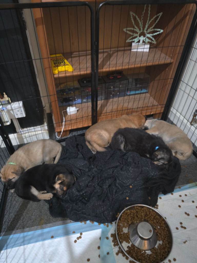 German Shepherd x American Bulldog