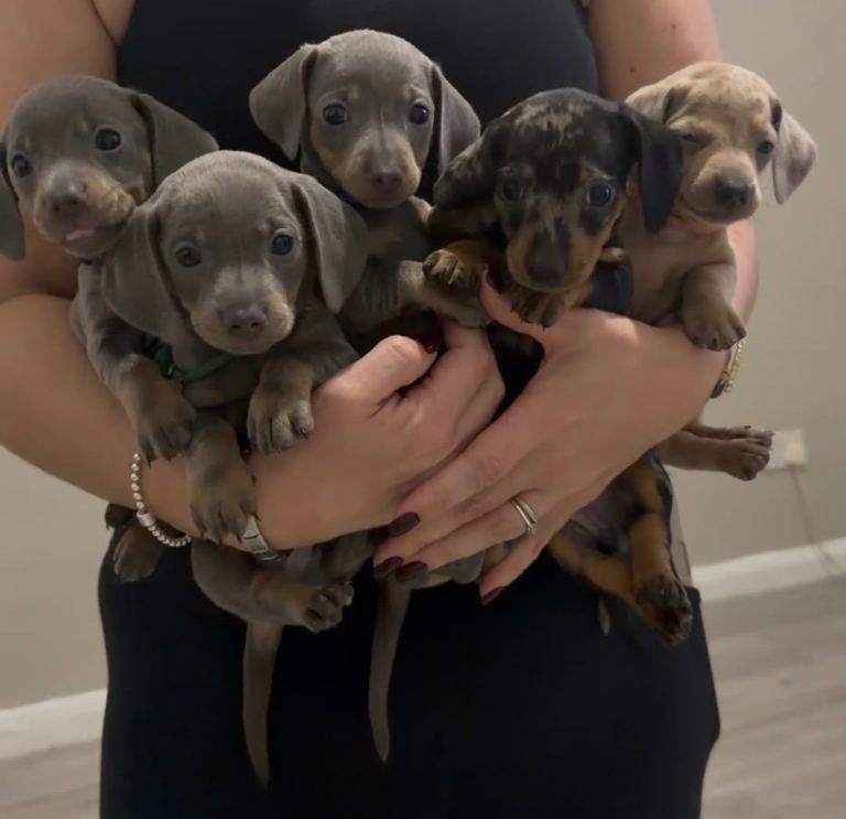 5 beautiful Mini dachshunds 