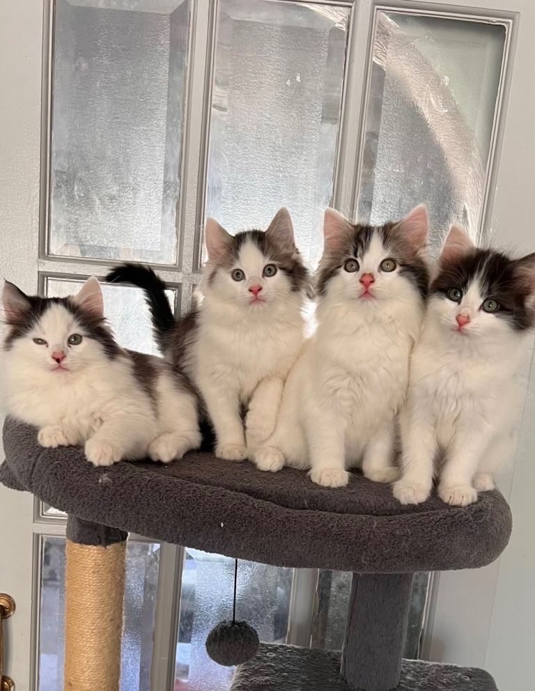 Cross breed kittens / Maine coon 