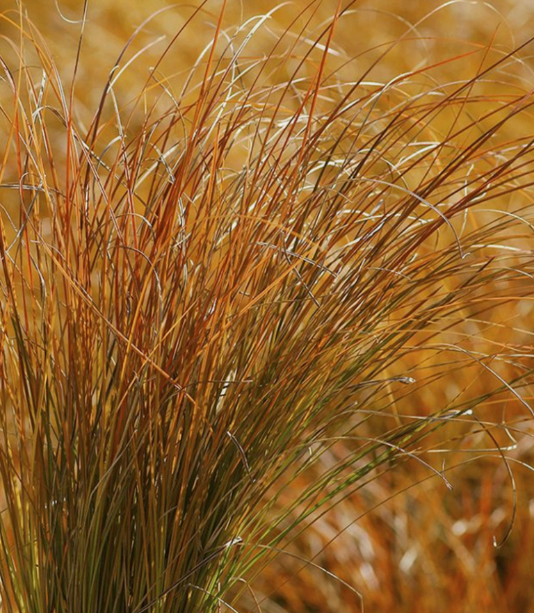 Carex copper/bronze plants for all year round interest and movement